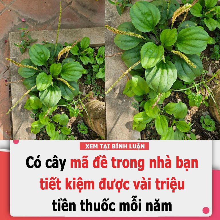 Loại rau dại không trồng, chẳng chăm mà mọc xanh tốt, bổ ngang sâm, chặn được cả bệnh K