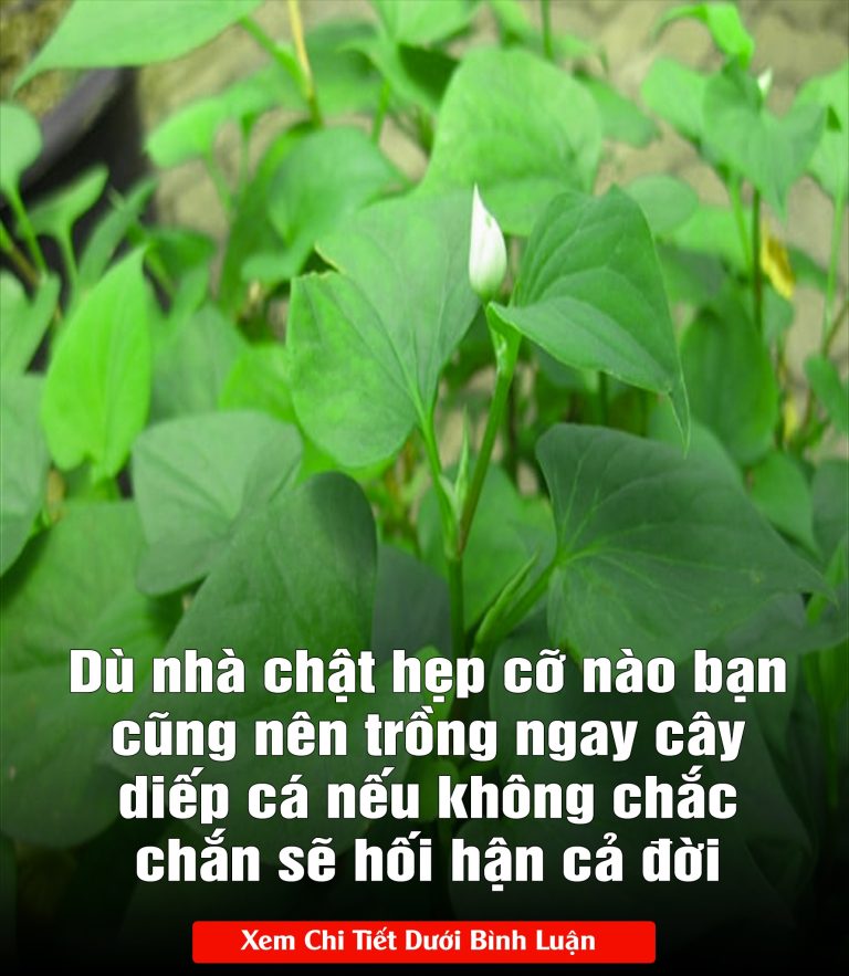 Dù nhà chật hẹp cỡ nào bạn cũng nên trồng ngay cây diếp cá nếu không chắc chắn sẽ hối hận cả đời