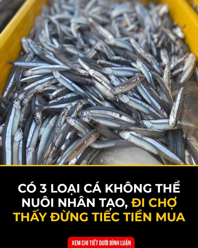 Có 3 loại cá không thể nuôi nhân tạo, đi chợ thấy đừng tiếc tiền mua