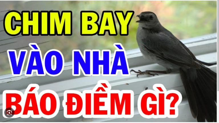 Chim bay vào nhà là điềm báo tâm linh gì?