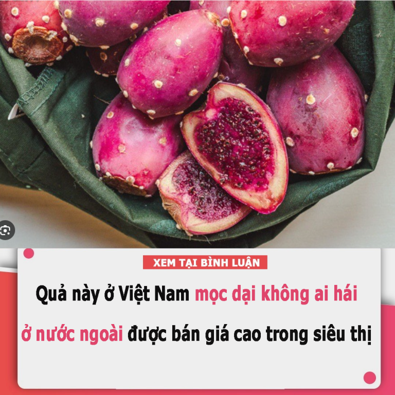 Quả này ở Việt Nam mọc dại không ai hái, ở nước ngoài được bán giá cao trong siêu thị, giúp hạ đường huyết, dưỡng gan