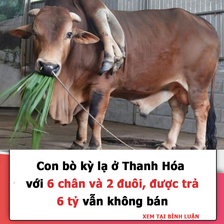 Con bò kỳ lạ ở Thanh Hóa với 6 chân và 2 đuôi, được trả 6 tỷ vẫn không bán