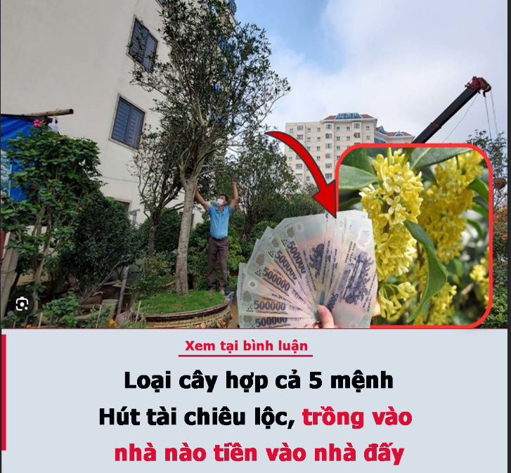 Loại cây hợp cả 5 mệnh: Hút tài chiêu lộc, trồng vào nhà nào tiền vào nhà đấy