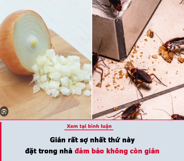 Gián rất sợ nhất thứ này, đặt trong nhà đảm bảo không còn gián