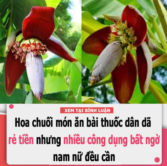 Hoa chuối món ăn bài thuốc dân dã rẻ tiền nhưng nhiều công dụng bất ngờ nam nữ đều cần, không biết thật phí