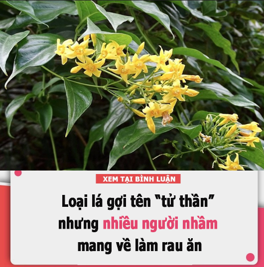 Loại lá gợi tên “tử thần” nhưng nhiều người nhầm lại mang về làm rau ăn, đây là cách nhận biết chính xác nhất