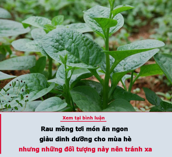 Rau mồng tơi món ăn ngon giàu dinh dưỡng cho mùa hè nhưng những đối tượng này nên tránh xa