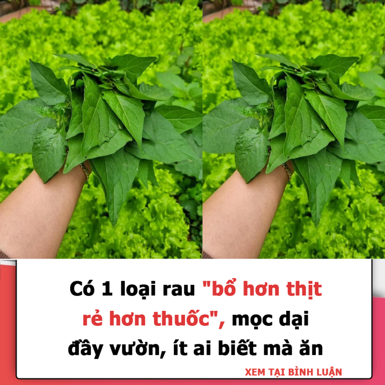 Có 1 loại rau “bổ hơn thịt, rẻ hơn thuốc”, mọc dại đầy vườn, ít ai biết mà ăn