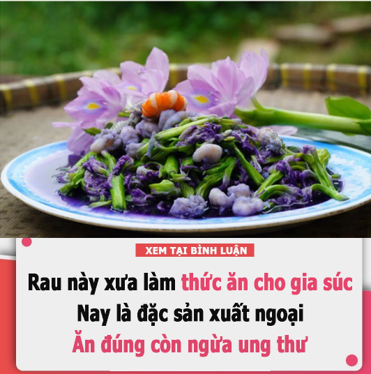 Rau này xưa làm thức ăn cho gia súc, nay nhiều người trồng làm rau đặc sản xuất ngoại, ăn đúng còn ngừa ung thư