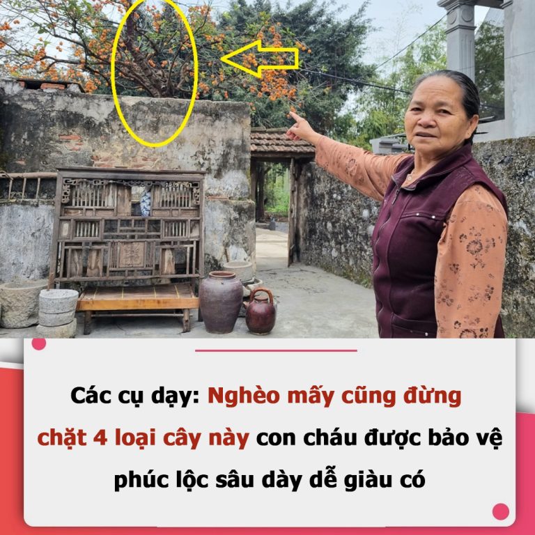 Các cụ dạy: Nghèo mấy cũng đừng chặt 4 loại cây này con cháu được bảo vệ, phúc lộc sâu dày dễ giàu có