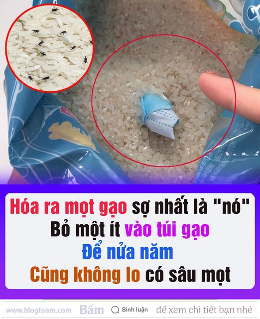 Hóa ra mọt gạo sợ nhất ʟà “nó”, bỏ một ít vào túi gạo ᵭể cả năm không ʟo sâu mọt