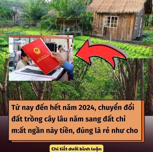 Từ nay đến hết năm 2024, chuyển đổi đất trồng cây lâu năm sang đất chỉ m:ất ngần này tiền, đúng là rẻ như cho