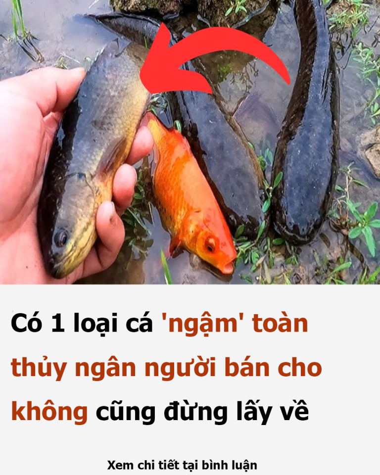 Có 1 loại cá ‘ngậm’ toàn thủy ngân, người bán cho không cũng đừng lấy về