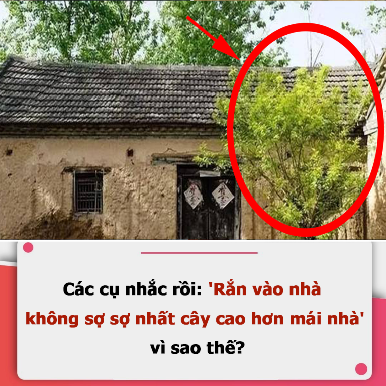 Các cụ nhắc rồi: ‘Rắn vào nhà không sợ, sợ nhất cây cao hơn mái nhà’, vì sao thế?