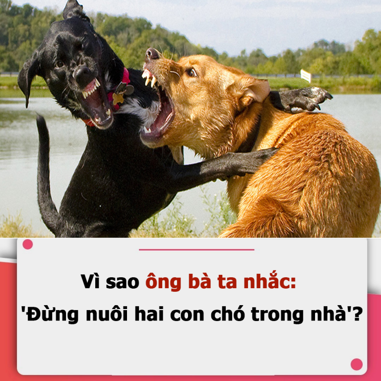 Vì sao ông bà ta nhắc: ‘Đừng nuôi 2 con chó trong nhà’?