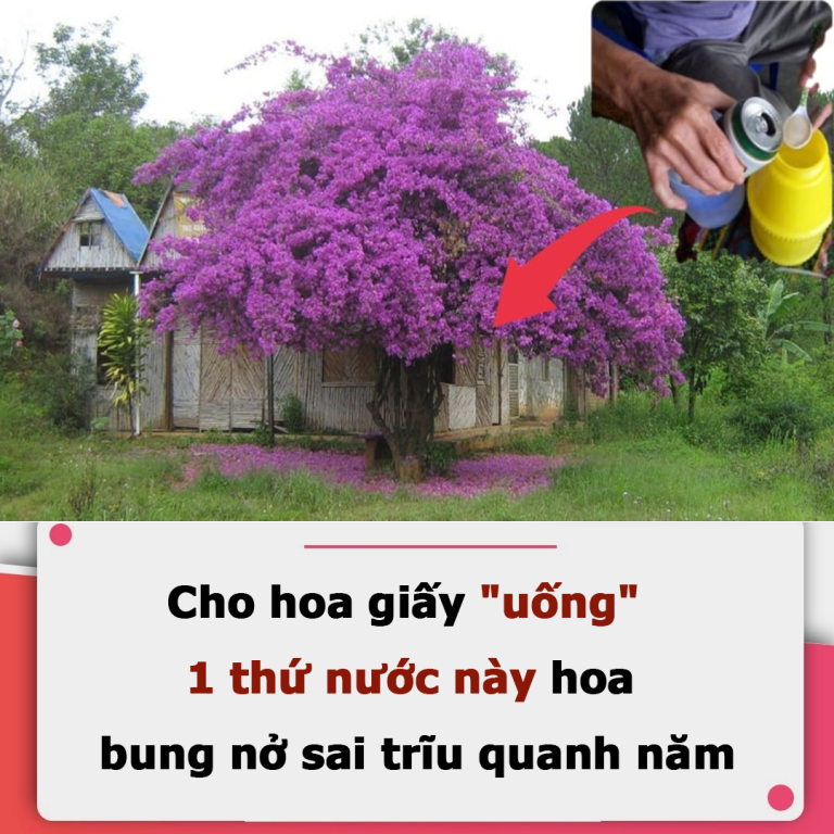 Cho hoa giấy “uống” 1 thứ nước này, hoa bung nở sai trĩu quanh năm