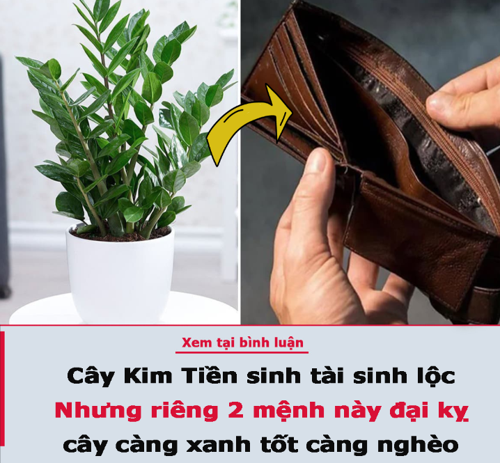 Cây Kim Tiền sinh tài sinh lộc, ai cũng đua nhau trồng: Riêng 2 mệnh này đại kỵ, cây càng xanh tốt càng nghèo