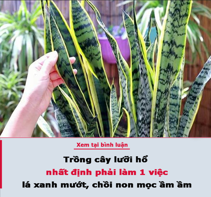 Trồng cây lưỡi hổ nhất định phải làm 1 việc, lá xanh mướt, chồi non mọc ầm ầm