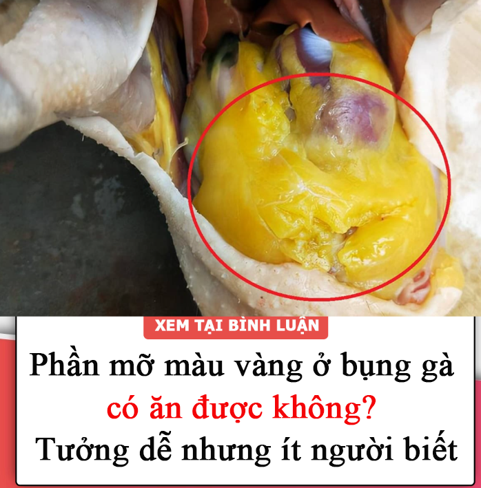 Phần mỡ màu vàng ở bụng gà có ăn được không? Tưởng dễ nhưng ít người biết