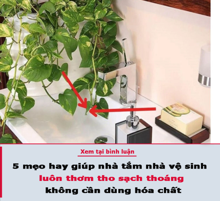 5 mẹo hay giúp nhà tắm nhà vệ sinh luôn thơm tho sạch thoáng, không cần dùng hóa chất