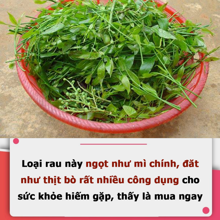 Loại rau này ngọt như mì chính, đắt như thịt bò rất nhiều công dụng sức khỏe nhưng hiếm gặp, thấy nhớ mua ngay