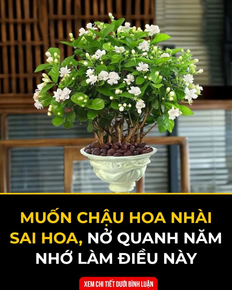 Muốn chậu hoa nhài sai hoa, nở quanh năm nhớ làm điều này