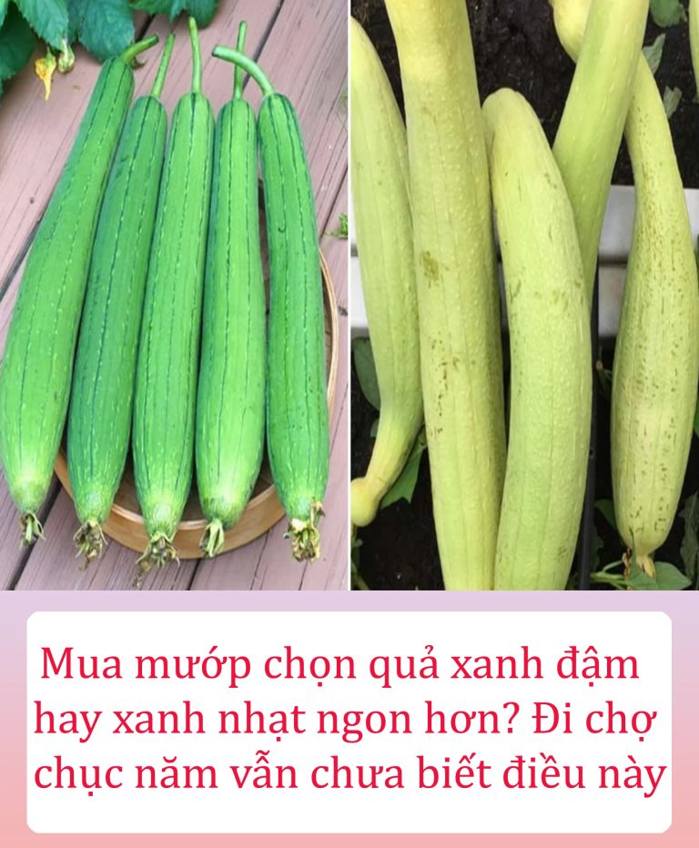 Mua mướp chọn quả xanh đậm hay xanh nhạt ngon hơn? Đi chợ chục năm vẫn chưa biết điều này