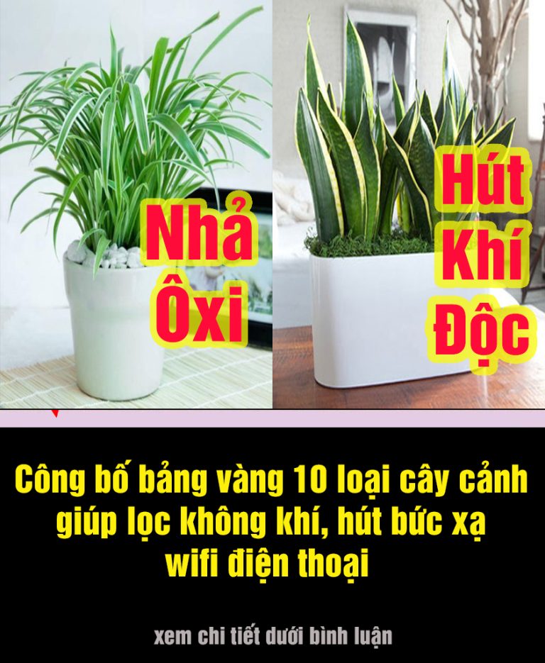 Top 10 cây cảnh “lọc sạch” khí độc, hút bức xạ wifi, giúp tăng tuổi thọ