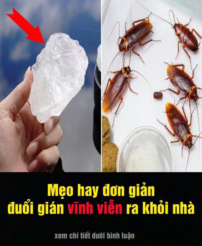 Mẹo diệt gián hiệu quả, đuổi gián vĩnh viễn