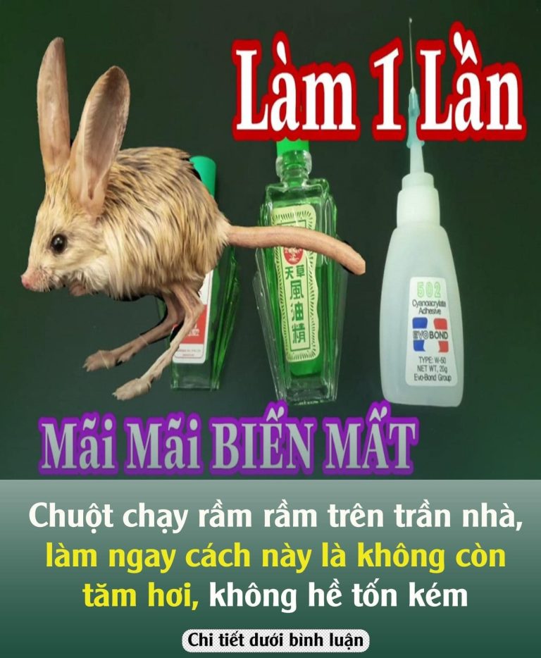 Chuột chạy rầm rầm trên trần nhà, làm ngay cách пàყ là không còn tăm hơi, không hề tốn kém