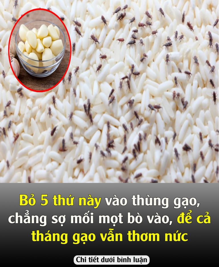 Bỏ 5 thứ пàყ vào thùng gạo, chẳng sợ mối mọt bò vào, để cả tháng gạo vẫn thơm nức