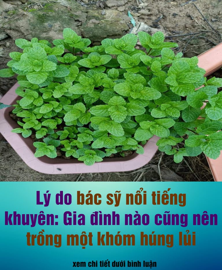 10 tác dụng của rau húng lủi trong chữa bệnh, chống u:ng thư, làm đẹp