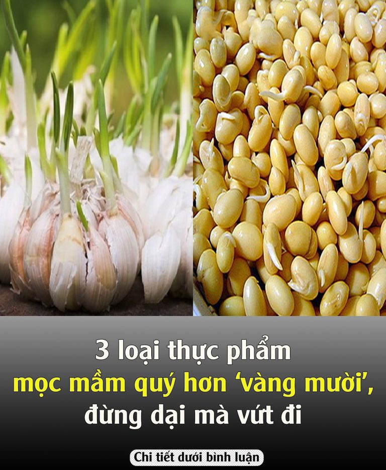 3 loại thực phẩm mọc mầm quý hơn ‘vàng mười’, đừng dại mà vứt đi