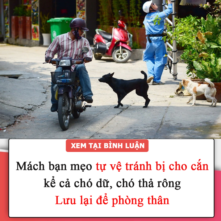 Mách bạn mẹo tự vệ tránh bị chó cắn, kể cả chó dữ, chó thả rông.  Lưu lại ngay để luôn an toàn