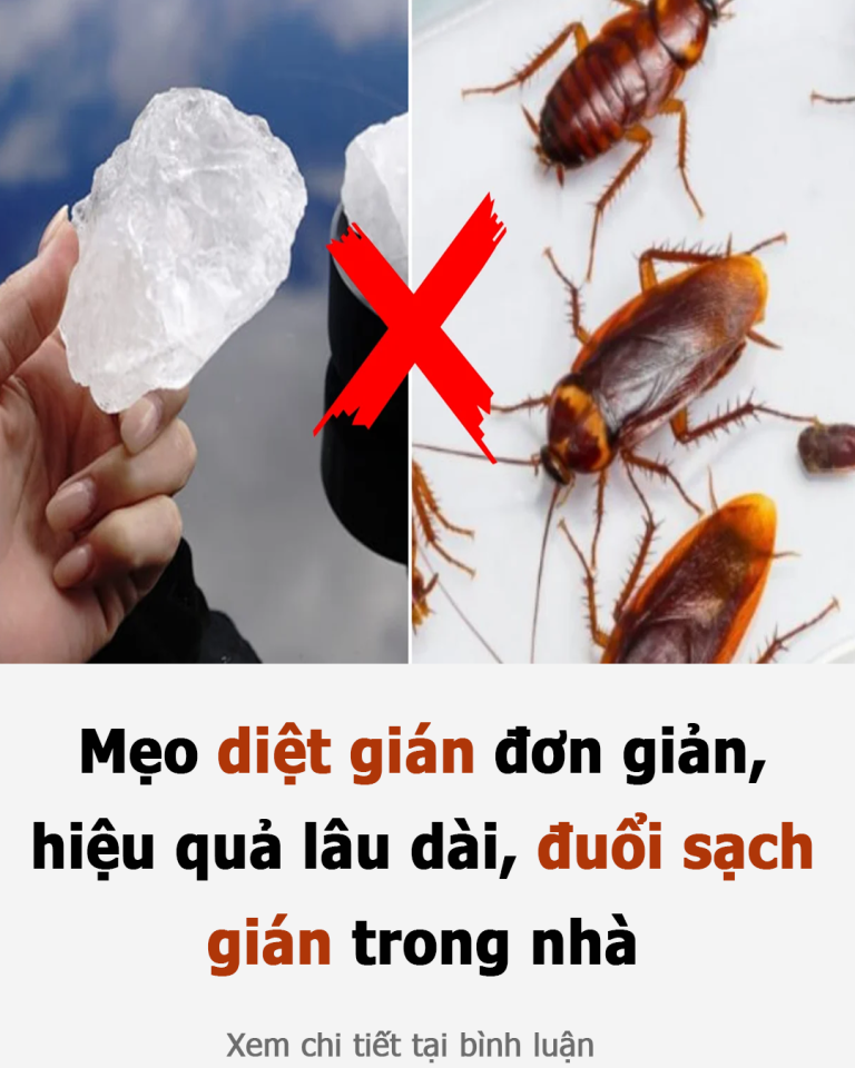 Mẹo diệt gián đơn giản, hiệu quả lâu dài, đuổi sạch gián trong nhà