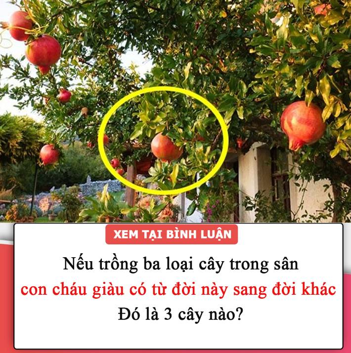 “Nếu trồng ba loại cây trong sân thì con cháu giàu có từ đời này sang đời khác”. Đó là 3 cây nào?