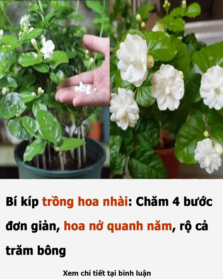 Bí kíp trồng hoa nhài: Chăm 4 bước đơn giản, hoa nở quanh năm, rộ cả trăm bông