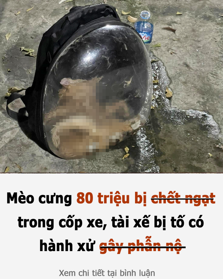 Mèo cưng 80 triệu bị chết ngạt trong cốp xe, tài xế bị tố có hành xử gây phẫn nộ