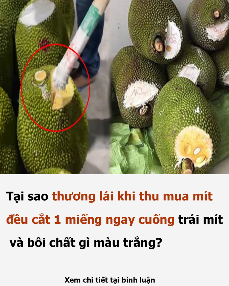 Tại sao thương lái khi thu mua mít đều cắt 1 miếng ngay cuống trái mít và bôi chất gì màu trắng?