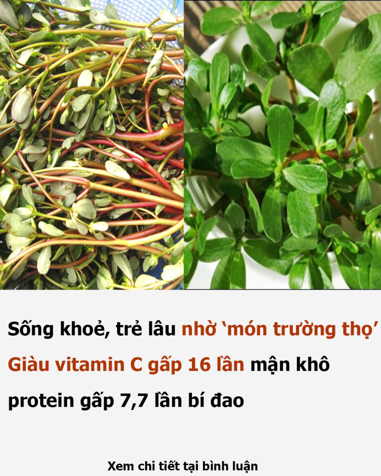 Sống khoẻ, trẻ lâu nhờ ‘món trường thọ’: Giàu vitamin C gấp 16 lần mận khô, protein gấp 7,7 lần bí đao