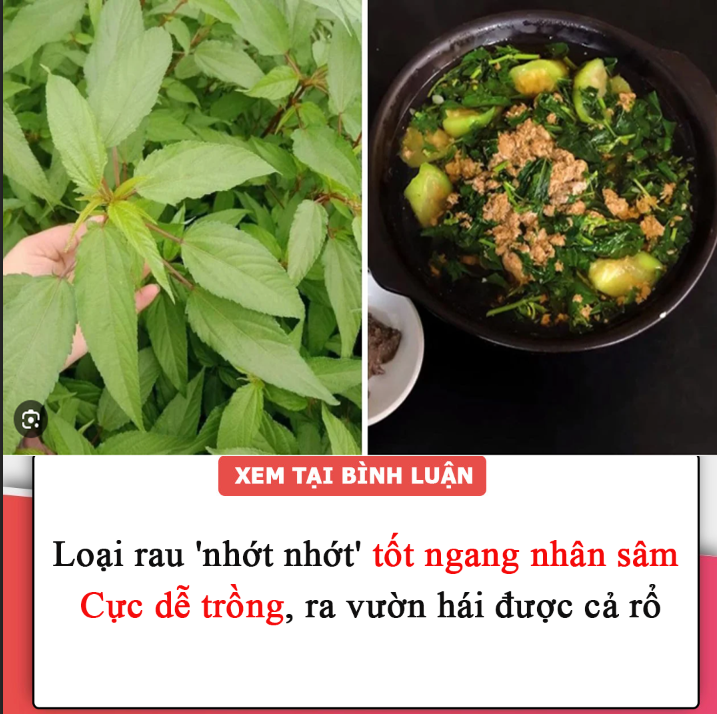 Loại rau ‘nhớt nhớt’ tốt ngang nhân sâm: Cực dễ trồng, ra vườn hái được cả rổ