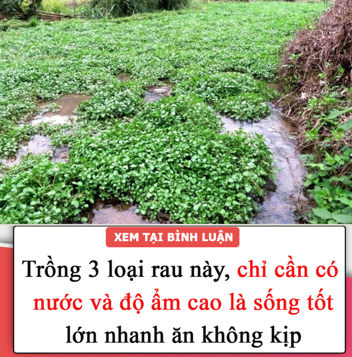 Trồng 3 loại rau này, chỉ cần có nước và độ ẩm cao là sống tốt, lớn nhanh ăn không kịp