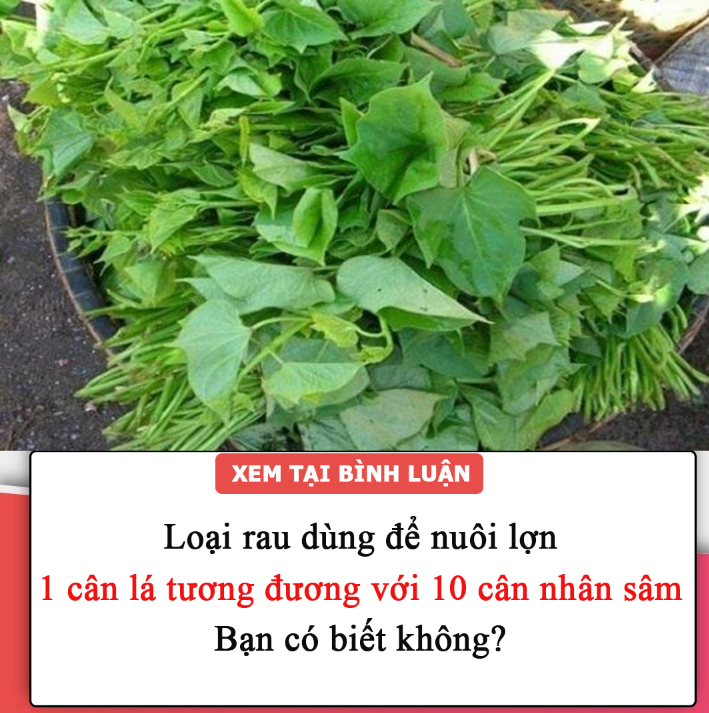 Loại rau dùng để nuôi lợn, 1 cân lá tương đương với 10 cân nhân sâm. Bạn có biết không?