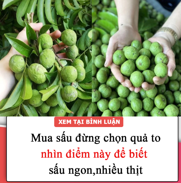 Mua sấu đừng chọn quả to, nhìn điểm này để biết đâu là sấu ngon, nhiều thịt