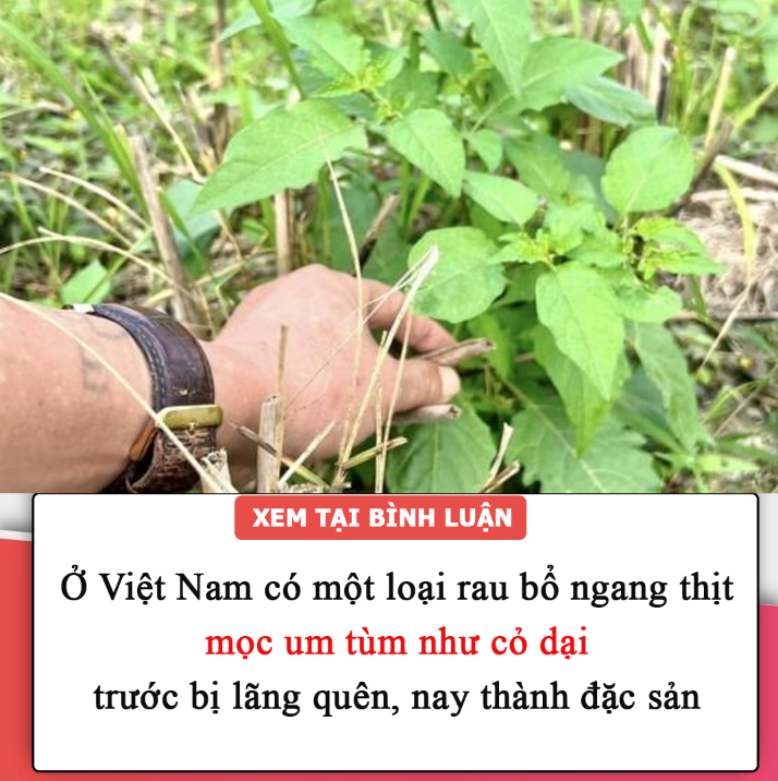 Ở Việt Nam có một loại rau bổ ngang thịt, mọc um tùm như cỏ dại, trước bị lãng quên, nay thành đặc sản