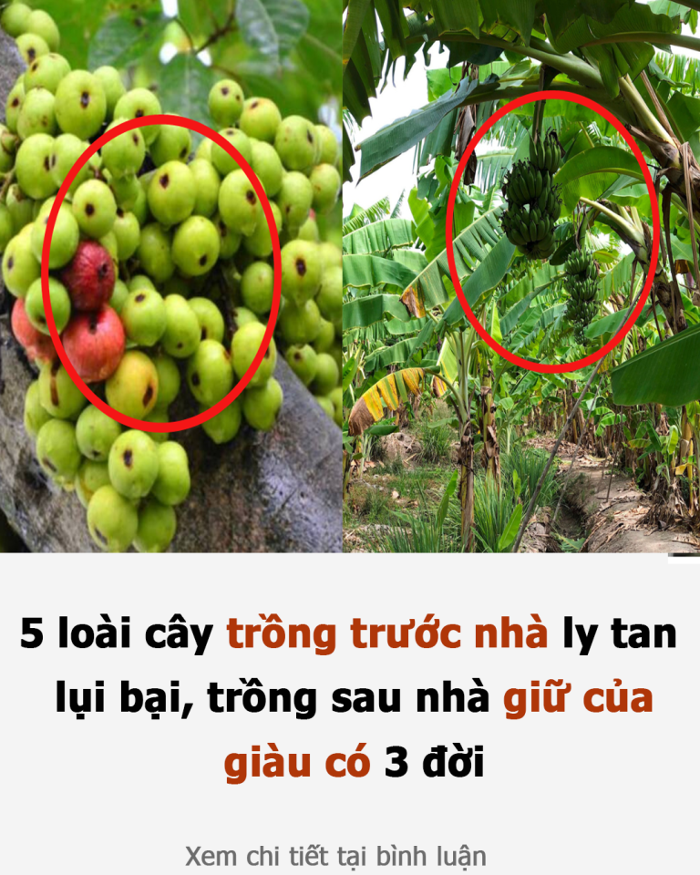 5 loài cây trồng trước nhà ly tan, lụi bại, trồng sau nhà giữ của, giàu có 3 đời