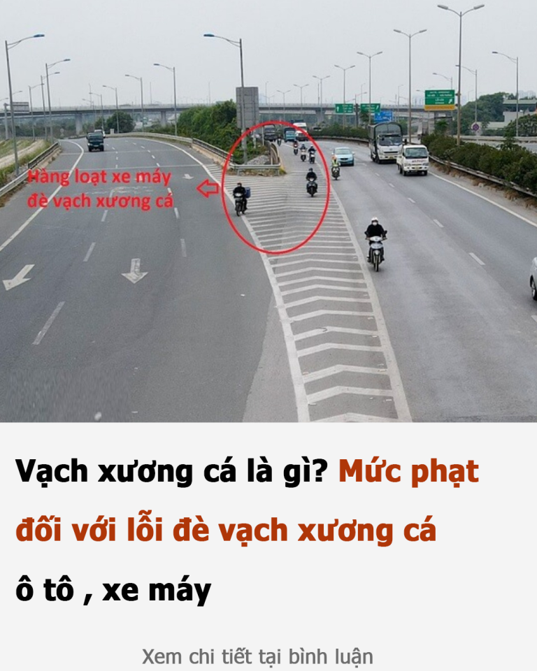 Vạch xương cá là gì? Mức phạt đối với lỗi đè vạch xương cá