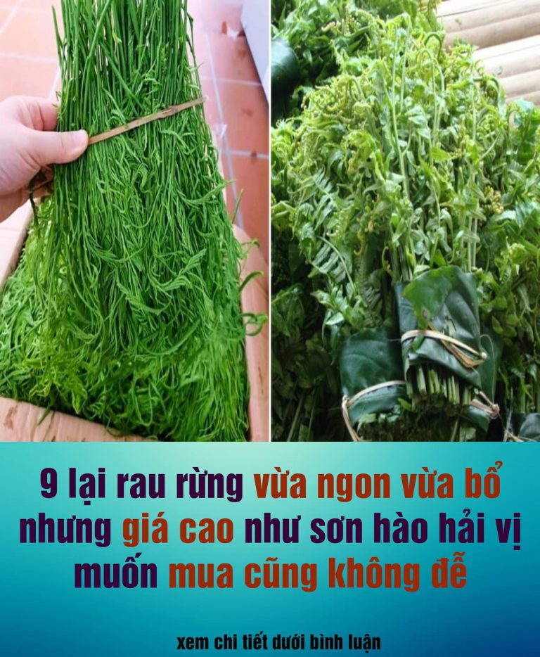 9 loại rau rừng mọc dại nhưng giá cao như ‘sơn hào hải vị’,vừa ngon vừa bổ muốn mua không dễ