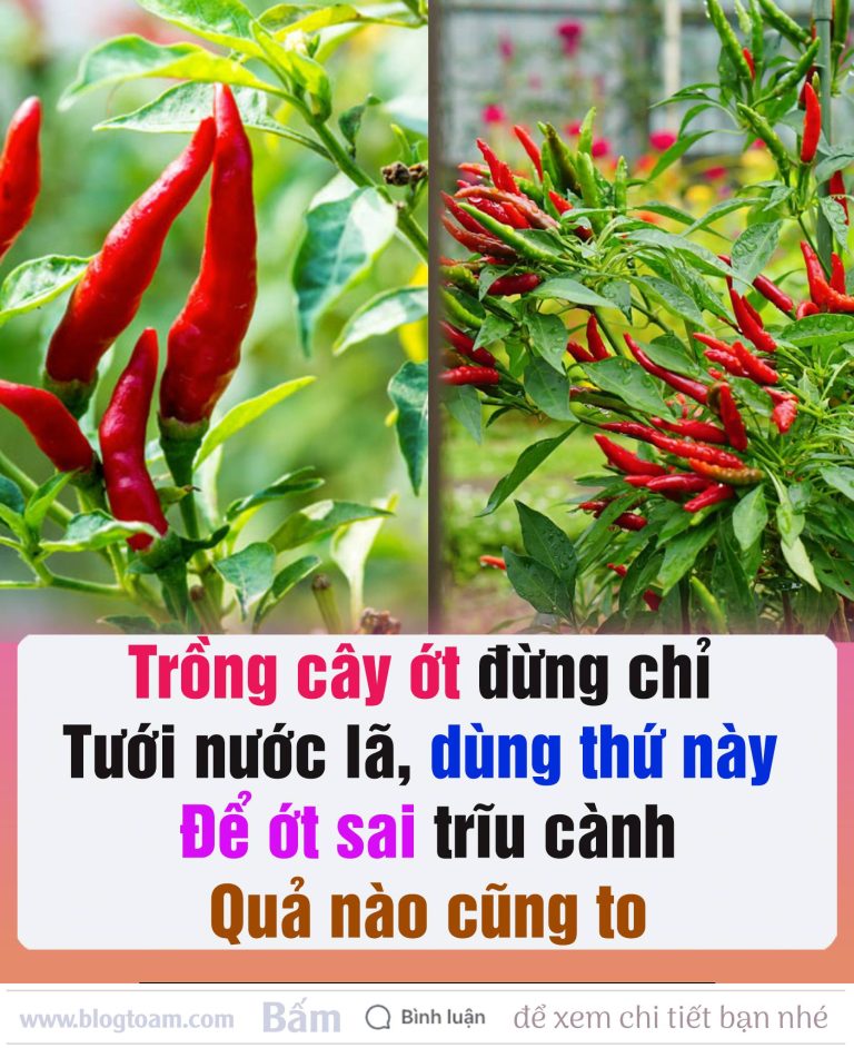 Trồng ớt đừng chỉ tưới nước lã, dùng thứ пàყ để ớt sai trĩu cành, quả nào cũng to