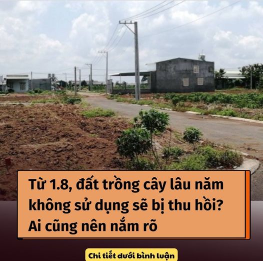 Từ 1.8, đất trồng cây lâu năm không sử dụng sẽ bị thu hồi? Ai cũng nên nắm rõ